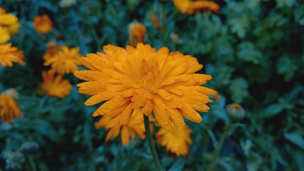 Merigold calendula or tagetes erecta flower