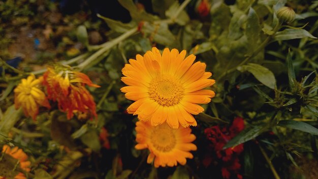 Merigold calendula or tagetes erecta flower