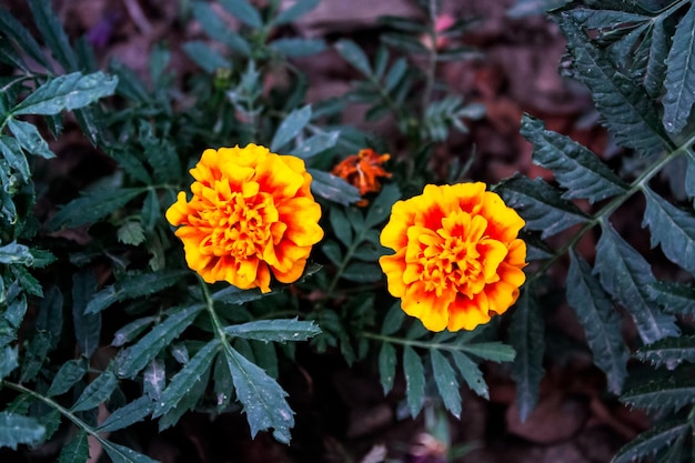 Merigold calendula or tagetes erecta flower