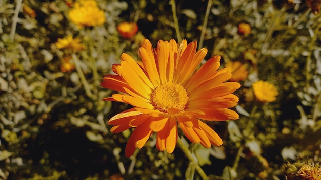 Merigold calendula or tagetes erecta flower