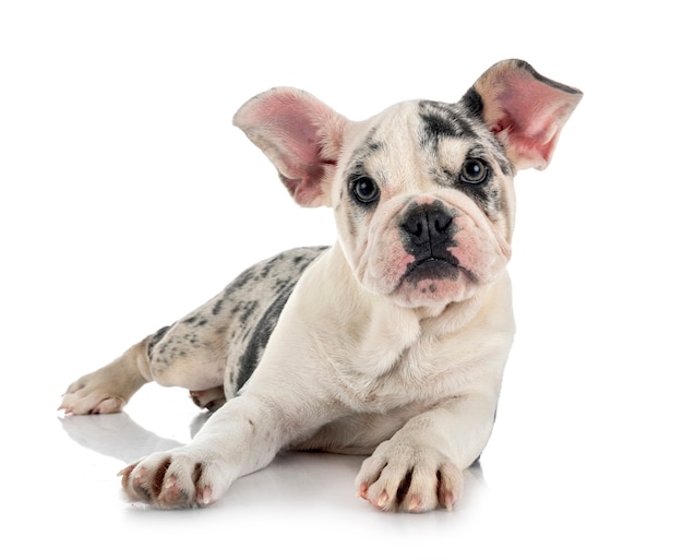 Merle french bulldog in front of white background