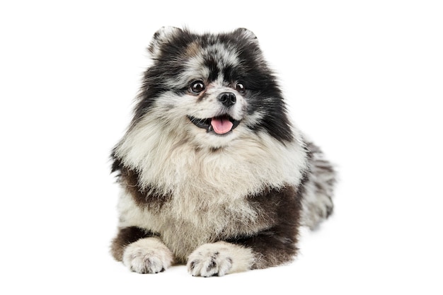 Merle Pomeranian puppy Spitz, isolated