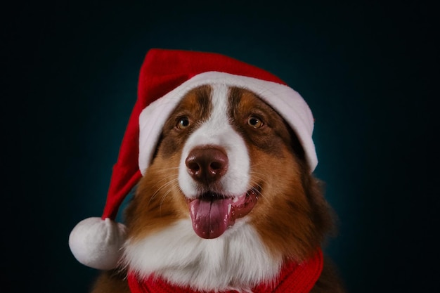 Photo merry christmas card studio portrait aussie red tricolor on dark blue background