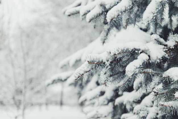 Merry Christmas and happy New Year greeting background. Winter landscape with snow and christmas trees