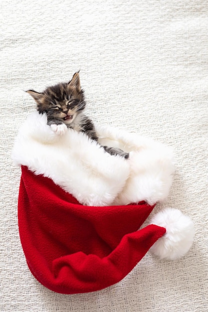 Merry Christmas and Merry New Year cute fluffy maine coon kitten is sleeping inside Santa39s hat on a light blanket place for text