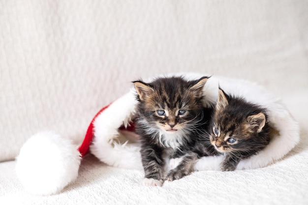 Merry Christmas and Merry New Year Two cute fluffy maine coon kittens are lying inside Santa39s hat on a light background place for text