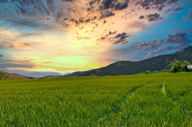 Mesmerizing scenery of a green landscape at sunset