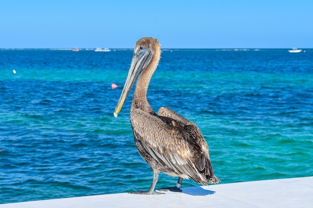 Mesmerizing shot of a beautiful seascape with a pelican on a foreground