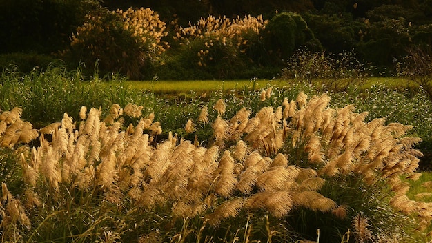 Mesmerizing shot of miscanthus sinensis plant in bloom