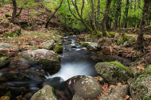 Mesmerizing view of a stream flowing on mossy rocks in the forest