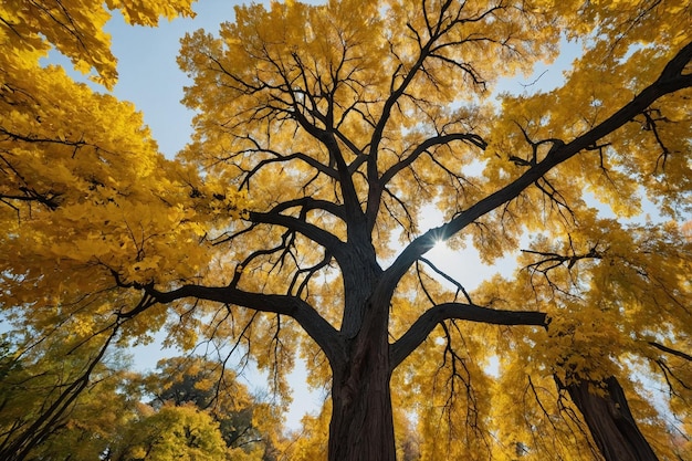 Mesmerizing view of a tall tree with yellow leaves in the park