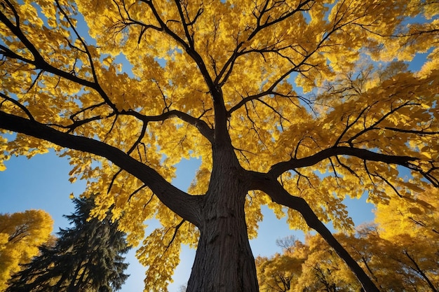 Mesmerizing view of a tall tree with yellow leaves in the park