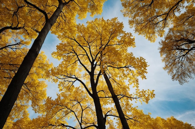 Mesmerizing view of a tall tree with yellow leaves in the park