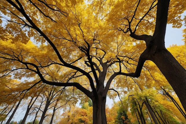 Mesmerizing view of a tall tree with yellow leaves in the park