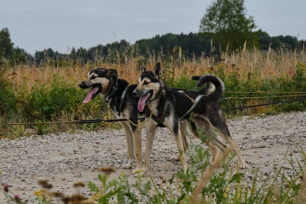 Mestizos similar to each other strong and hardy in harnesses together