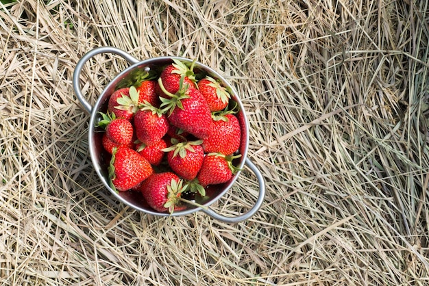 Metal bucket fill with strawberries are stand on straw top view copy space