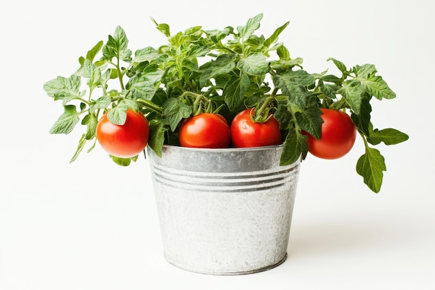 Photo a metal bucket filled with tomato plants and ripe red tomatoes