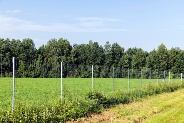 Metal fences for animal protection