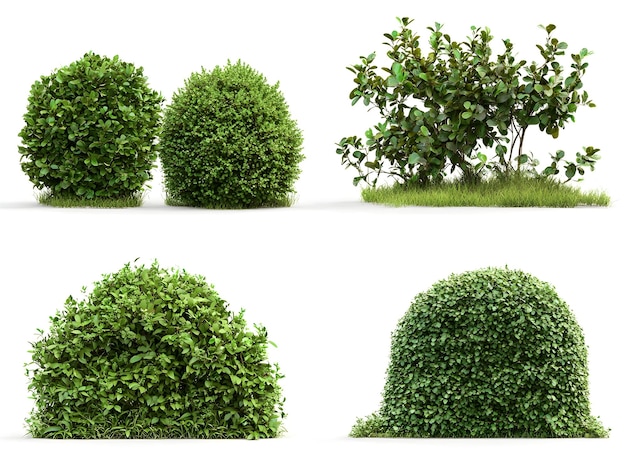 Photo meticulously trimmed spherical garden shrubs in ornamental landscape design