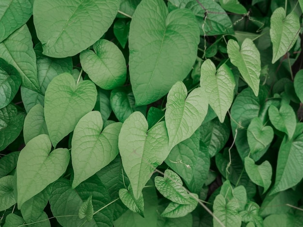 Mexican creeper green leaves background.