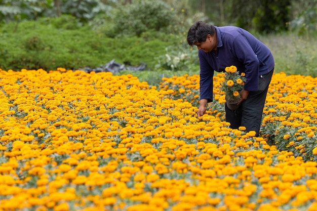 Mexican farmer holding a cempasuchil plant next to his crop in xochimilco Mexico City