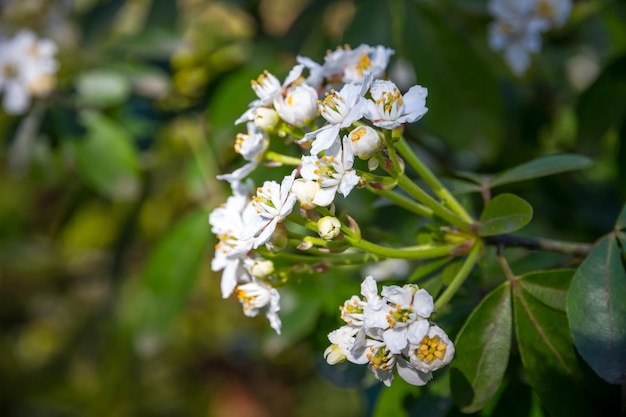 Mexican orange blossom in spring