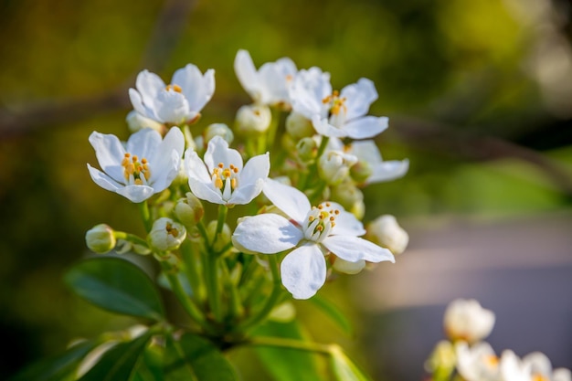 Mexican orange blossom in spring