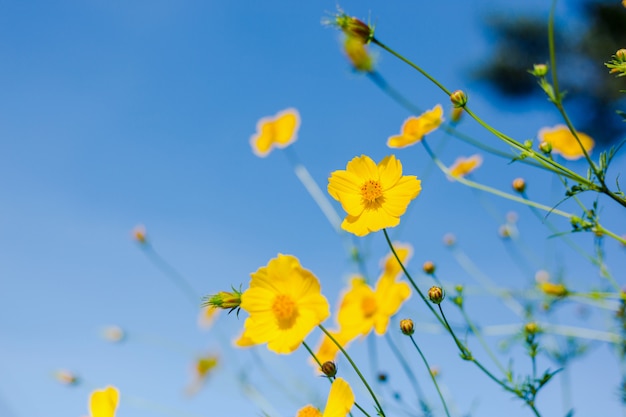 Mexican sunflower Amazing view with green grass and blue sky landscape.