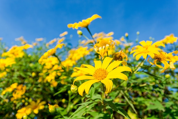 Mexican sunflower Amazing view with green grass and blue sky landscape.