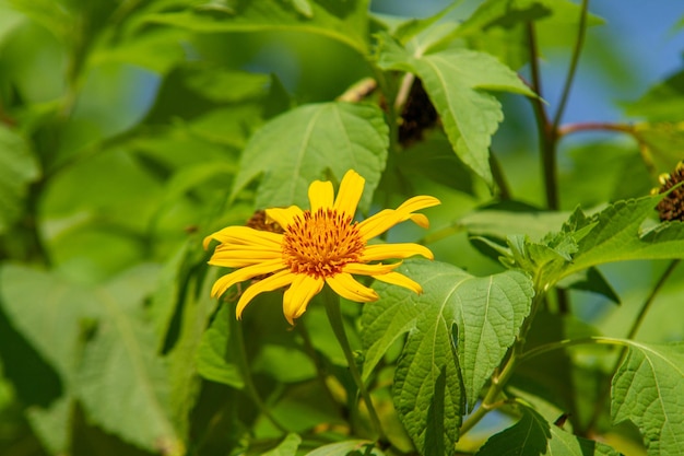 Mexican sunflower Tithonia diversifolia in a garden in Rio de Janeiro BrazilMexican sunflower Tithonia diversifolia in a garden in Rio de Janeiro Brazil