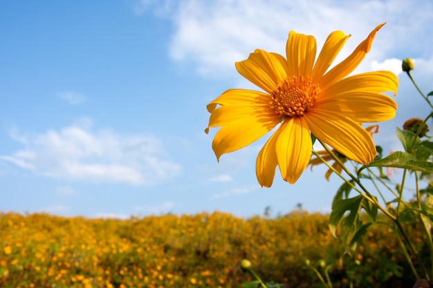 Mexican sunflower weed and blue sky background.