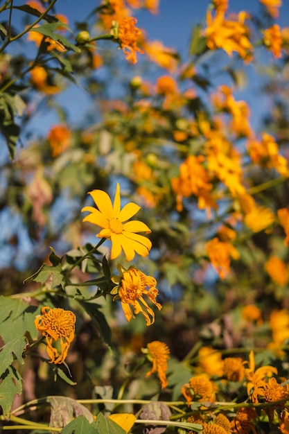 Mexican Sunflower with blue sky on the mountain. Close-up Tree Marigold or at Mae moh, Lampang, Thailand. Beautiful landscape.