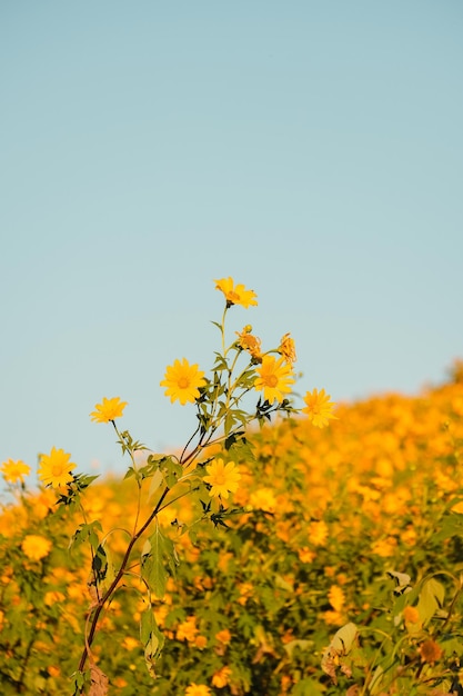 Mexican Sunflower with blue sky on the mountain. Close-up Tree Marigold or at Mae moh, Lampang, Thailand. Beautiful landscape.