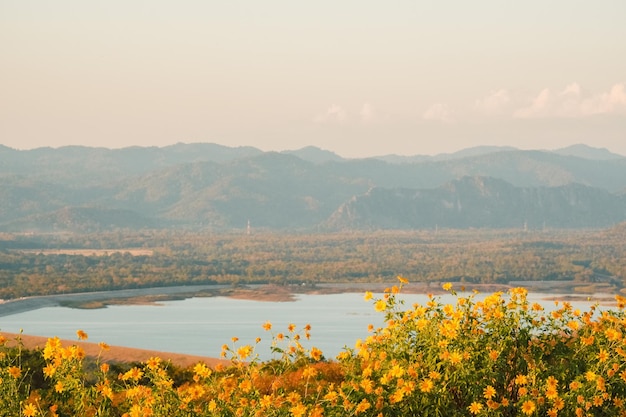 Mexican Sunflower with Mae Kham Dam and sunset on the mountain. Close-up Tree Marigold or at Mae moh, Lampang, Thailand. Beautiful landscape.