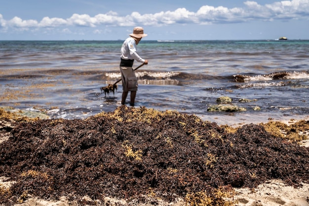 Mexican worker picking seaweed from sargassum Selective Focus