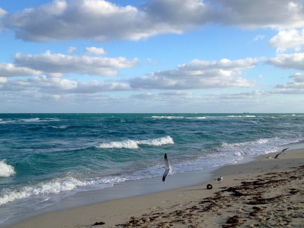 Miami seascape with sea birds flying over Miami beach, Miami-Dade, Florida, the USA, Atlantic ocean