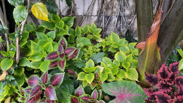 Miana plant with various leaf color patterns