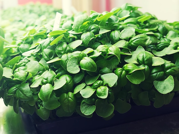 Micro green leaves