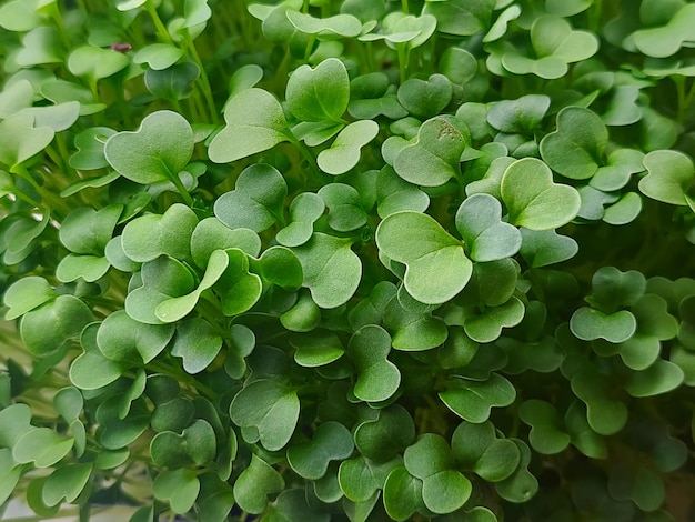 Micro green leaves