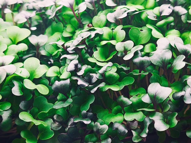 Micro green leaves