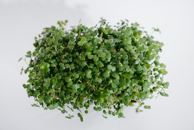 Micro-green mustard sprouts close-up