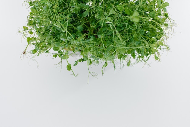 Micro-green pea sprouts close-up on white background in pot with soil