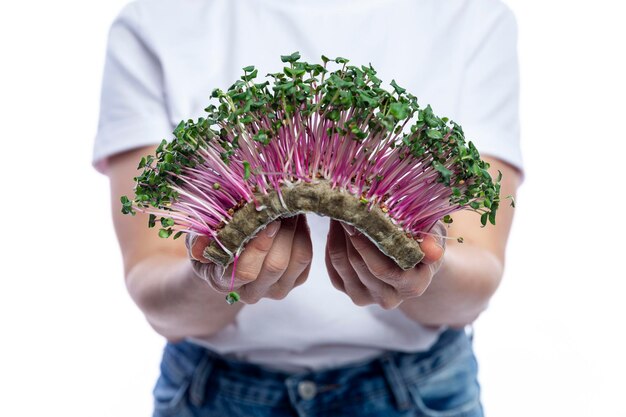 Micro green radish in the hands of a woman in a white Tshirt Vitamins health and natural food Isolated on white background