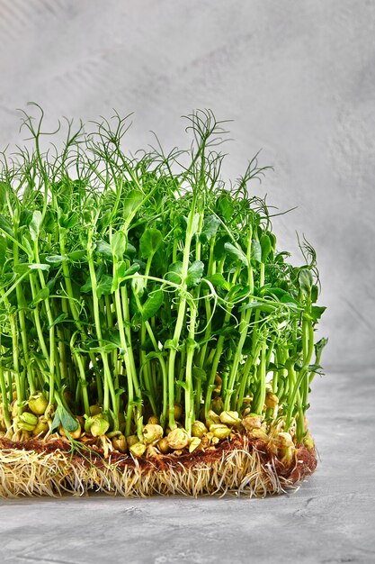 Micro greens alfalfa a layer of microgreens on a light background closeup copy space