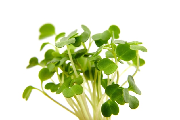 Micro greens arugula sprouts isolated on white