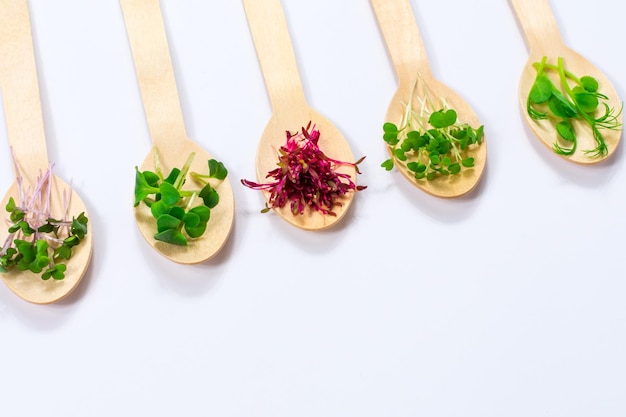 Micro greens of peas red cabbage amaranth mustard radish in assortment on wooden spoons arranged diagonally on a white background Place for an inscription