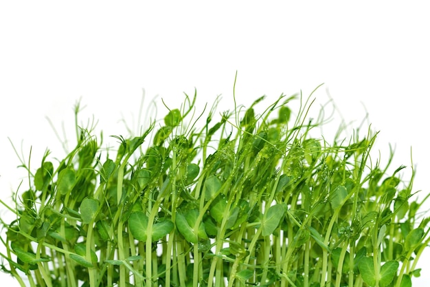 Micro greens peas sprouts isolated on white background The concept of healthy eating and organic food