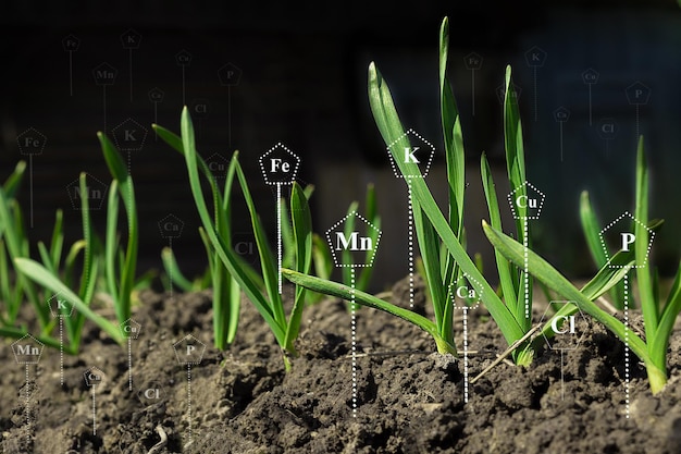 Microelements for the process of plant growth and development. with digital mineral nutrients icon