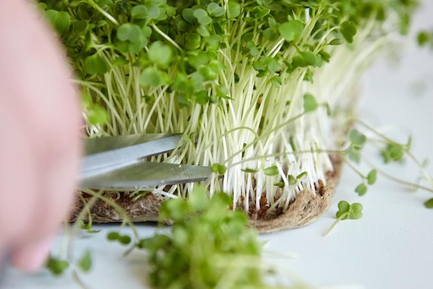 Microgreen arugula sprouts Kitchen garden micro green growing Woman cuts off micro greens