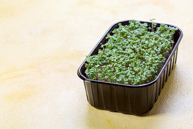 Microgreen arugula sprouts in a pot of soil Concept of healthy eating and lifestyle